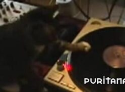 el felino disc-jockey