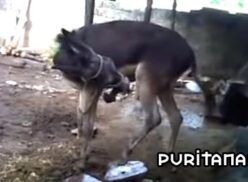 Burro se hace una auto mamada