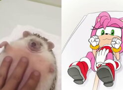 Amy The Hedgehog Porn